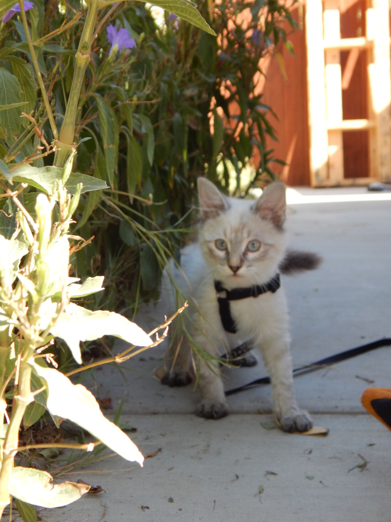 TooCuteKittens3